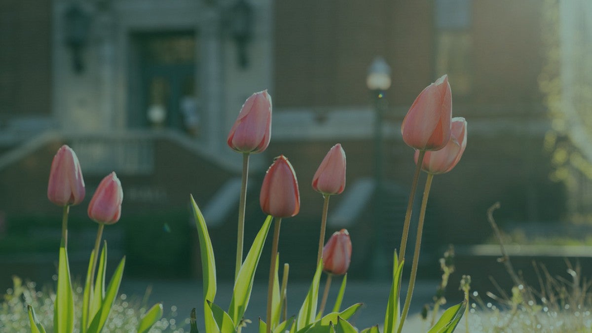 Tulips on campus