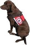 service dog