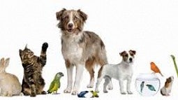 photo service animals